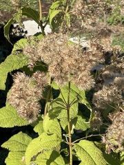 Eutrochium purpureum