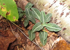 Goodyera pubescens