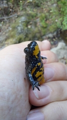 Bombina variegata