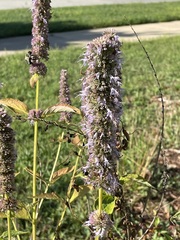 Agastache scrophulariifolia