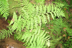 Athyrium angustum
