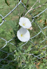 Convolvulus arvensis