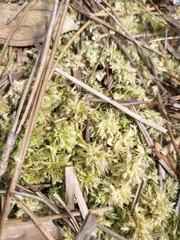 Sphagnum strictum