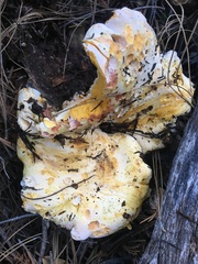 Albatrellus