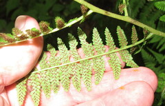 Athyrium angustum