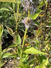 Agastache scrophulariifolia