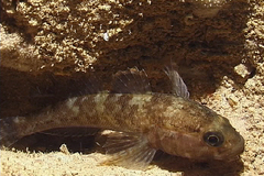Gobius paganellus