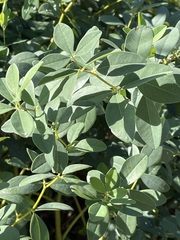 Baptisia