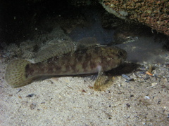 Gobius paganellus