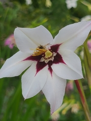 Gladiolus murielae