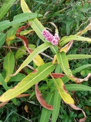 Persicaria amphibia