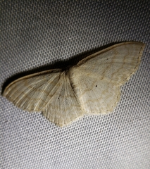 Scopula limboundata