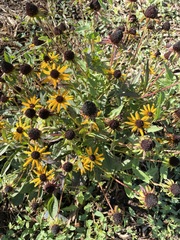 Rudbeckia fulgida