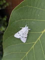 Acronicta leporina
