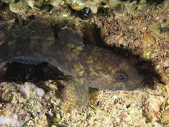 Gobius paganellus