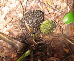 Symplocarpus foetidus