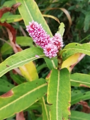 Persicaria amphibia