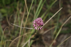 Allium fuscoviolaceum