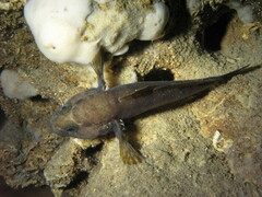 Gobius paganellus