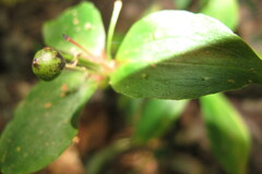 Medeola virginiana