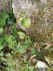 Hemiboea subcapitata