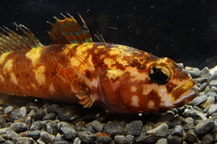 Gobius paganellus