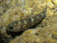 Gobius paganellus