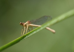 Platycnemididae