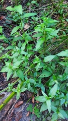 Persicaria hydropiper