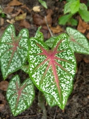Caladium bicolor