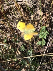Colias croceus