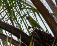 Eupsittula aurea
