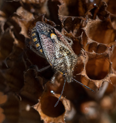 Agonoscelis puberula