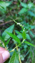 Persicaria hydropiper