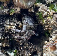 Pachygrapsus crassipes