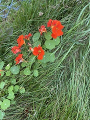 Tropaeolum majus