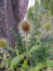 Dipsacus strigosus