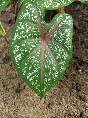 Caladium bicolor