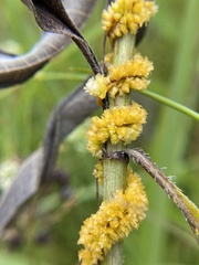 Cuscuta glomerata