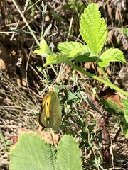 Colias croceus
