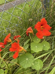 Tropaeolum majus