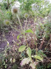 Dipsacus strigosus
