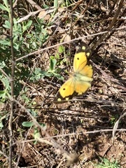 Colias croceus