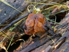 Gyromitra infula