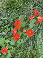 Tropaeolum majus