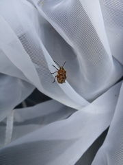 Carpocoris