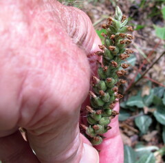 Goodyera pubescens
