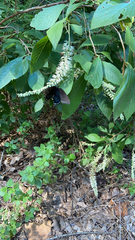 Papilionidae