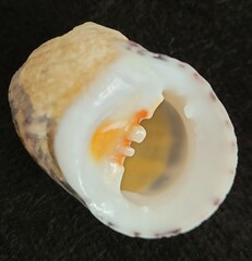 Nerita peloronta