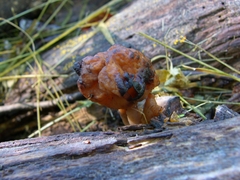 Gyromitra infula